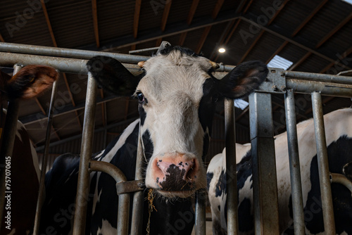 Feeding of cows on organic cheese farm in Netherlands, dutch gouda hard cheese production