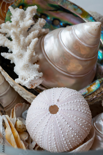 Beautiful different tropical sea shells white pearly Trochus Tectus niloticus, corals, close up photo