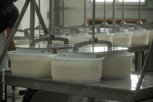 Process of organic cheese making from cow milk on bio cheese farm in Netherlands, dutch cheese production