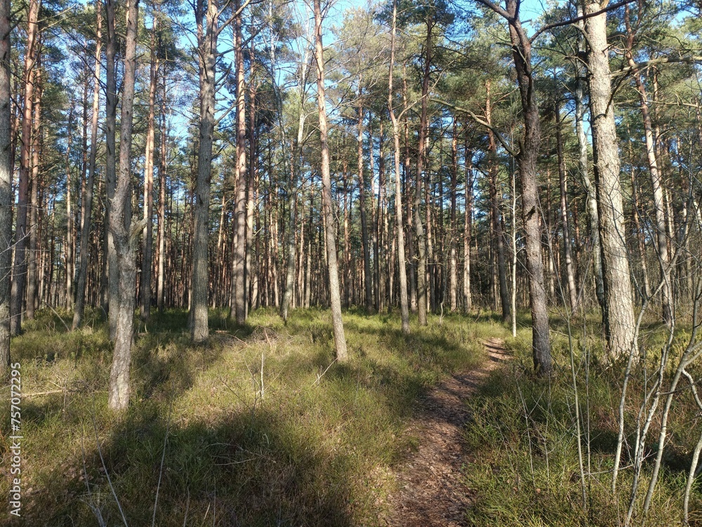 Rekyva forest during sunny summer day. Pine and birch tree woodland. Blueberry bushes are growing in woods. Sunny day without any clouds. Nature. Rekyvos miskas. Rekyva forest during sunny summer day. Pine and birch tree woodland. Blueberry bushes are growing in woods. Sunny day without any clouds. Nature. Rekyvos miskas.