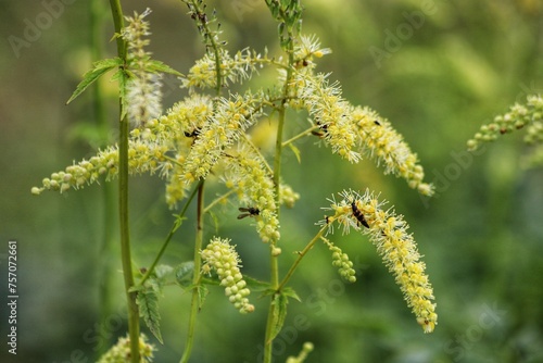 Actaea dahurica flower in the garden. Black cohosh.