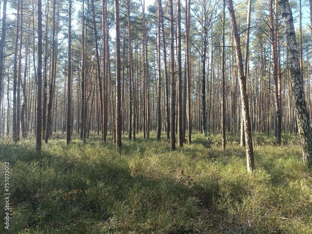 Rekyva forest during sunny summer day. Pine and birch tree woodland. Blueberry bushes are growing in woods. Sunny day without any clouds. Nature. Rekyvos miskas. Rekyva forest during sunny summer day. Pine and birch tree woodland. Blueberry bushes are growing in woods. Sunny day without any clouds. Nature. Rekyvos miskas.