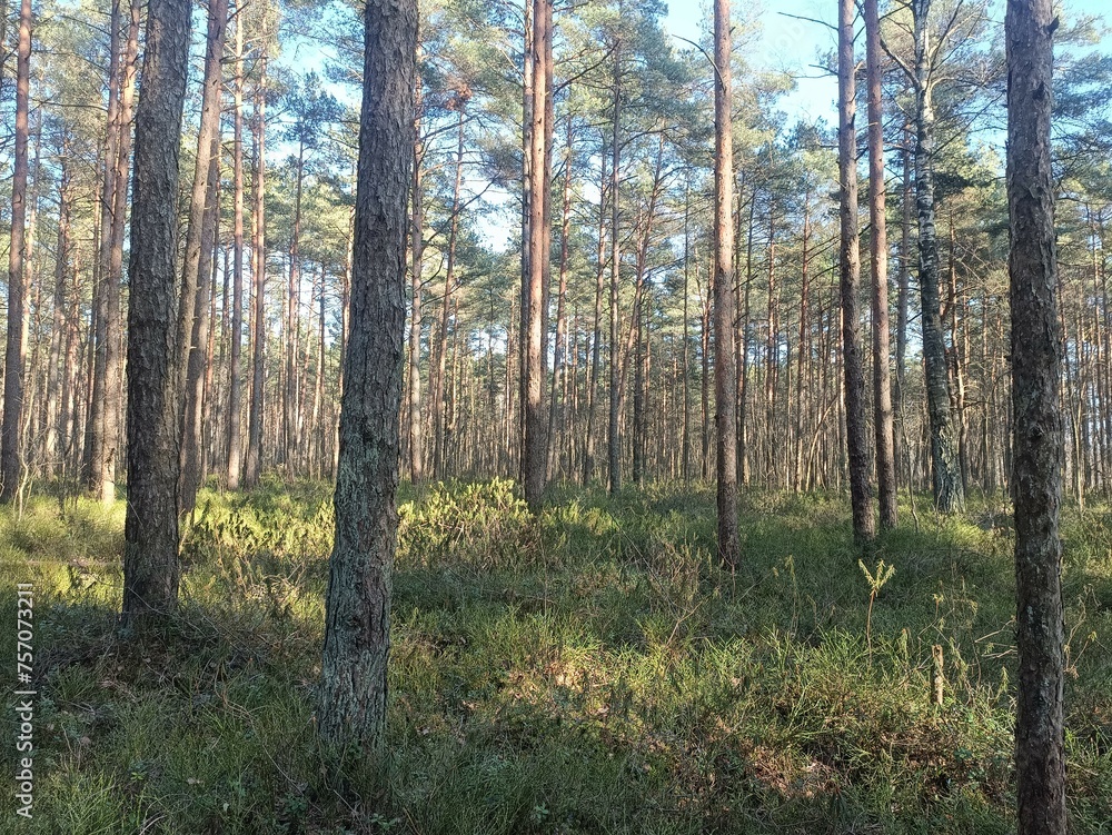 Rekyva forest during sunny summer day. Pine and birch tree woodland. Blueberry bushes are growing in woods. Sunny day without any clouds. Nature. Rekyvos miskas. Rekyva forest during sunny summer day. Pine and birch tree woodland. Blueberry bushes are growing in woods. Sunny day without any clouds. Nature. Rekyvos miskas.
