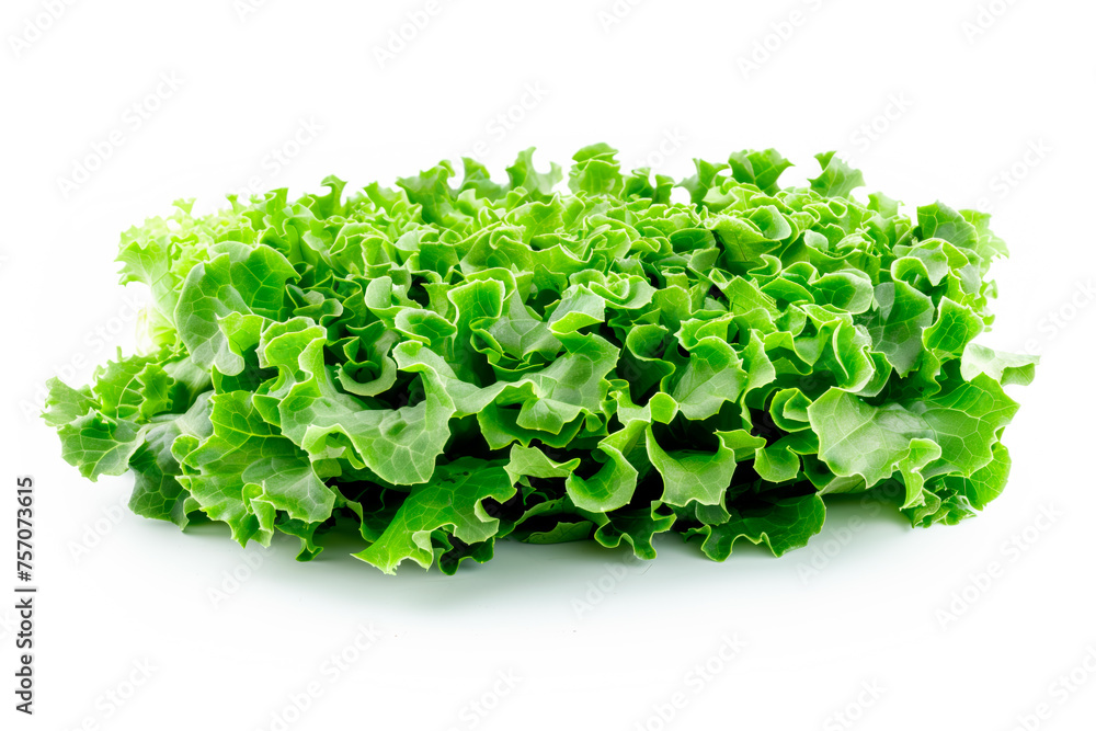 Obraz premium Crisphead, or iceberg lettuce isolated on white background. Fresh green salad leaves from garden