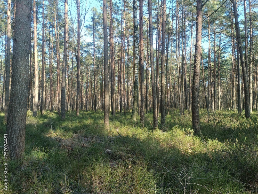 Rekyva forest during sunny summer day. Pine and birch tree woodland. Blueberry bushes are growing in woods. Sunny day without any clouds. Nature. Rekyvos miskas. Rekyva forest during sunny summer day. Pine and birch tree woodland. Blueberry bushes are growing in woods. Sunny day without any clouds. Nature. Rekyvos miskas.