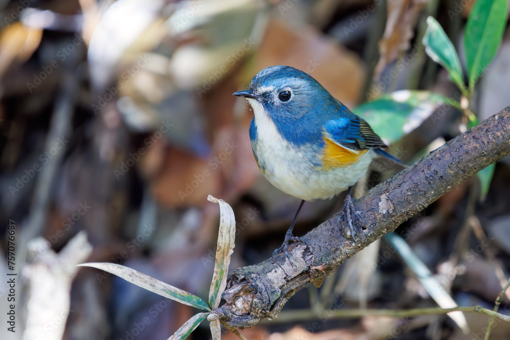 幸せの青い鳥、可愛いルリビタキ(ヒタキ科)。 日本国千葉県市川市、大町公園自然観察園にて。 2024年3月9日撮影。 A happy blue ...