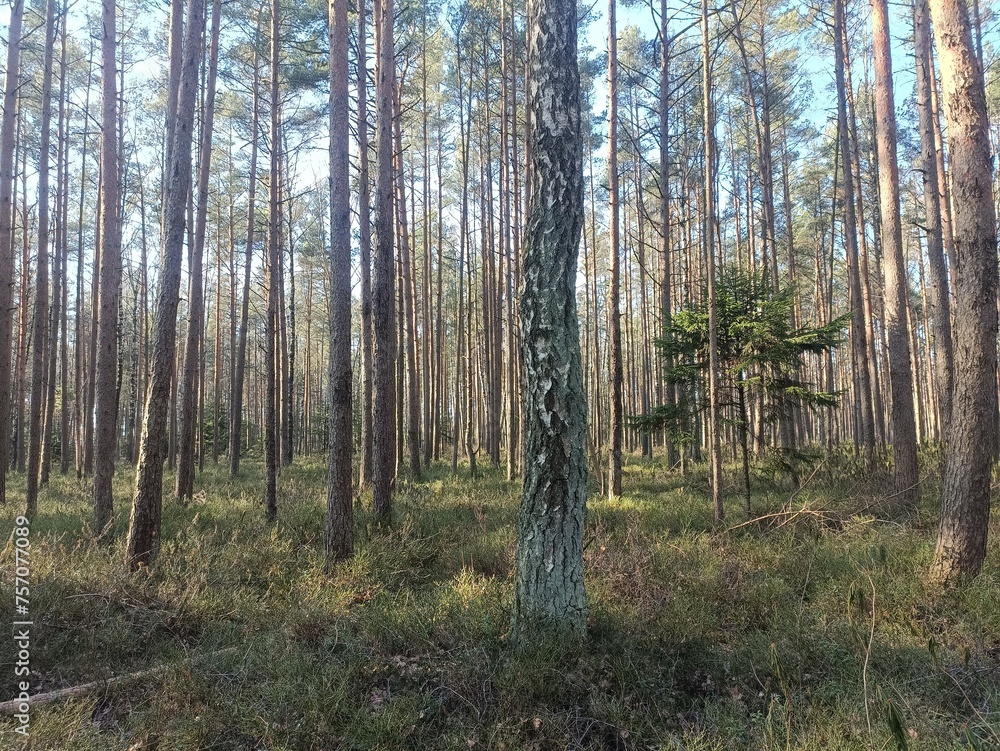 Rekyva forest during sunny summer day. Pine and birch tree woodland. Blueberry bushes are growing in woods. Sunny day without any clouds. Nature. Rekyvos miskas. Rekyva forest during sunny summer day. Pine and birch tree woodland. Blueberry bushes are growing in woods. Sunny day without any clouds. Nature. Rekyvos miskas.