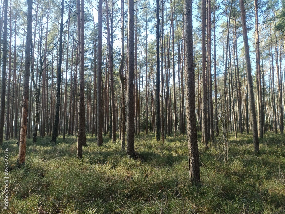 Rekyva forest during sunny summer day. Pine and birch tree woodland. Blueberry bushes are growing in woods. Sunny day without any clouds. Nature. Rekyvos miskas. Rekyva forest during sunny summer day. Pine and birch tree woodland. Blueberry bushes are growing in woods. Sunny day without any clouds. Nature. Rekyvos miskas.