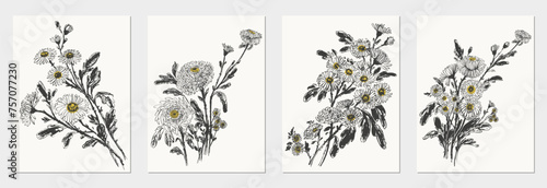 Hand drawn ink brush painting of chrysanthemum flowers, branches with leaves and buds