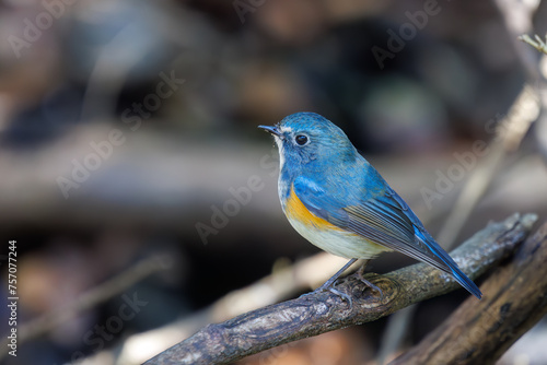 幸せの青い鳥、可愛いルリビタキ（ヒタキ科）。日本国千葉県市川市、大町公園自然観察園にて。 2024年3月9日撮影。A happy blue bird, the lovely Red-flanked Bluetail (Tarsiger cyanurus, family comprising flycatchers).At Omachi park natural observation 