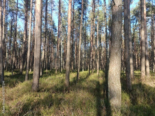 Rekyva forest during sunny summer day. Pine and birch tree woodland. Blueberry bushes are growing in woods. Sunny day without any clouds. Nature. Rekyvos miskas.