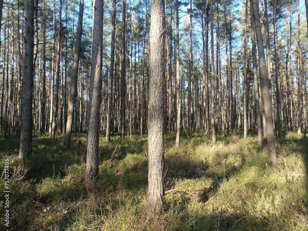 Rekyva forest during sunny summer day. Pine and birch tree woodland. Blueberry bushes are growing in woods. Sunny day without any clouds. Nature. Rekyvos miskas. Rekyva forest during sunny summer day. Pine and birch tree woodland. Blueberry bushes are growing in woods. Sunny day without any clouds. Nature. Rekyvos miskas.