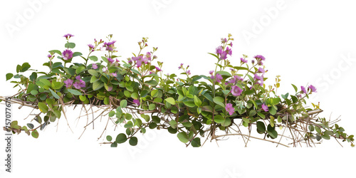 creeper with spring season flowers, isolated on transparent background photo