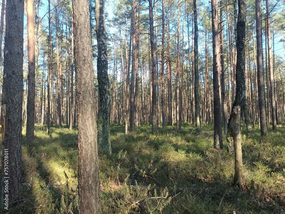 Rekyva forest during sunny summer day. Pine and birch tree woodland. Blueberry bushes are growing in woods. Sunny day without any clouds. Nature. Rekyvos miskas. Rekyva forest during sunny summer day. Pine and birch tree woodland. Blueberry bushes are growing in woods. Sunny day without any clouds. Nature. Rekyvos miskas.