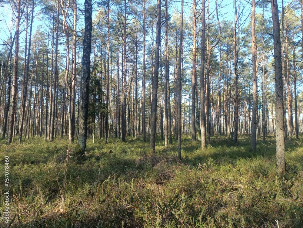 Rekyva forest during sunny summer day. Pine and birch tree woodland. Blueberry bushes are growing in woods. Sunny day without any clouds. Nature. Rekyvos miskas. Rekyva forest during sunny summer day. Pine and birch tree woodland. Blueberry bushes are growing in woods. Sunny day without any clouds. Nature. Rekyvos miskas.