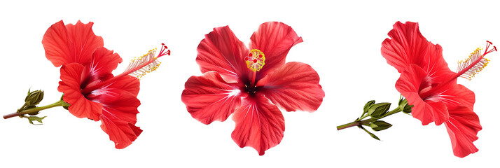 Set of tropical red hibiscus flowers isolated on transparent background