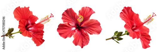 Set of tropical red hibiscus flowers isolated on transparent background photo