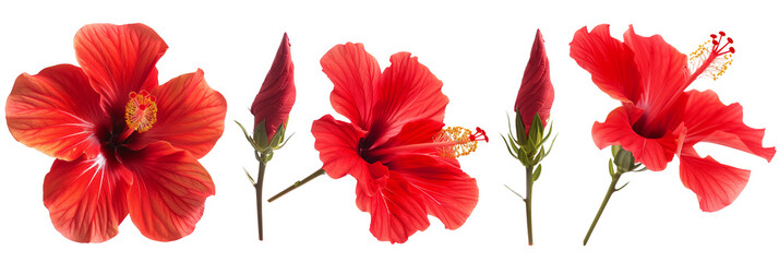 Set of tropical red hibiscus flowers isolated on transparent background