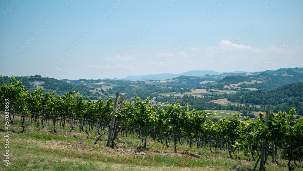 vineyard in Italian hillside on sunny day