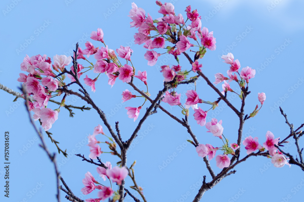 青空にピンクのヒカンザクラが咲く沖縄の春