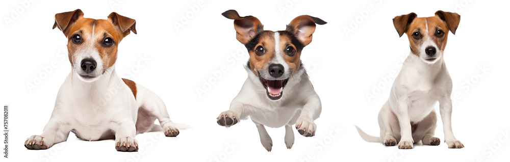 banner dog ​​Jack Russell jumping on a transparent background