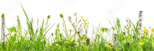 grass border with wildflowers isolated on transparent background
