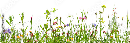 grass border with wildflowers isolated on transparent background