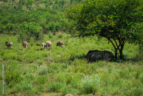 Rhino and Zebra's © Max Verschuur