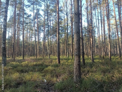 Rekyva forest during sunny summer day. Pine and birch tree woodland. Blueberry bushes are growing in woods. Sunny day without any clouds. Nature. Rekyvos miskas.