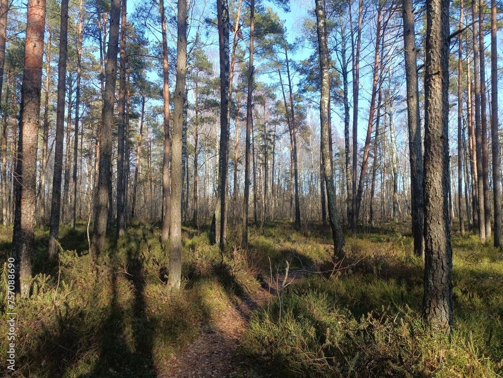 Rekyva forest during sunny summer day. Pine and birch tree woodland. Blueberry bushes are growing in woods. Sunny day without any clouds. Nature. Rekyvos miskas.