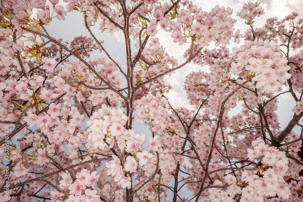 美しい桜 美しい桜