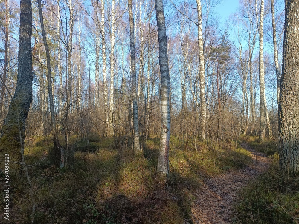 Rekyva forest during sunny summer day. Pine and birch tree woodland. Blueberry bushes are growing in woods. Sunny day without any clouds. Nature. Rekyvos miskas.