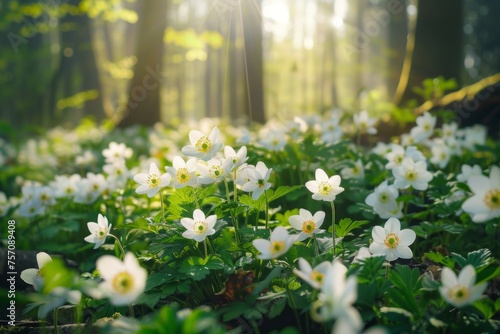 Beautiful white primroses in spring in the forest close-up in sunlight in nature. Spring forest landscape with blooming white anemones and trees.