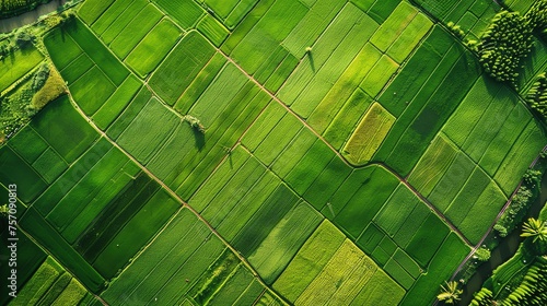 View from above of river green rural farmland photo