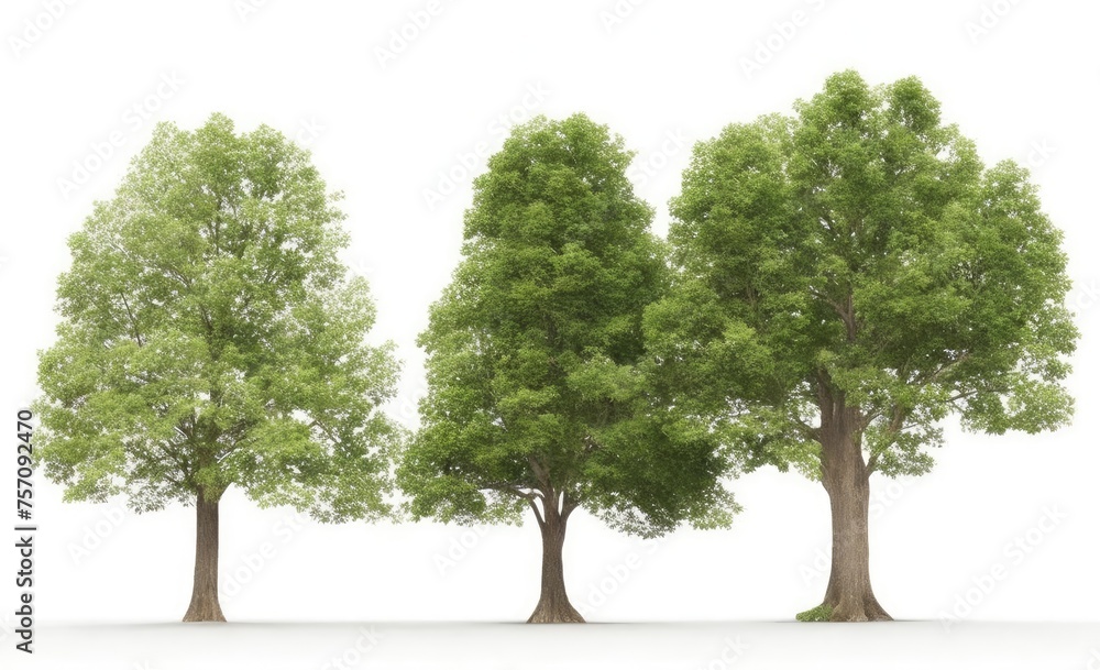 Obraz premium Group trees isolated on white background.