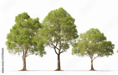 Group trees isolated on white background.