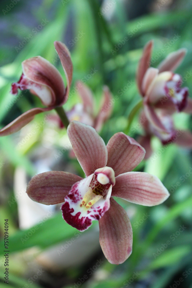 Fototapeta premium orchid on green background