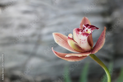 flowers brown with pink orchid on a natural gray blurred background