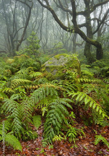 Wald im Regen  Nebel  Farn  Caldeirao Verde  Queimados  Madeira  Portugal