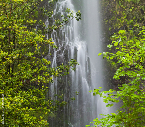Bäume und Wasserfall bei Caldeirao Verde, Queimados, Madeira, Portugal photo