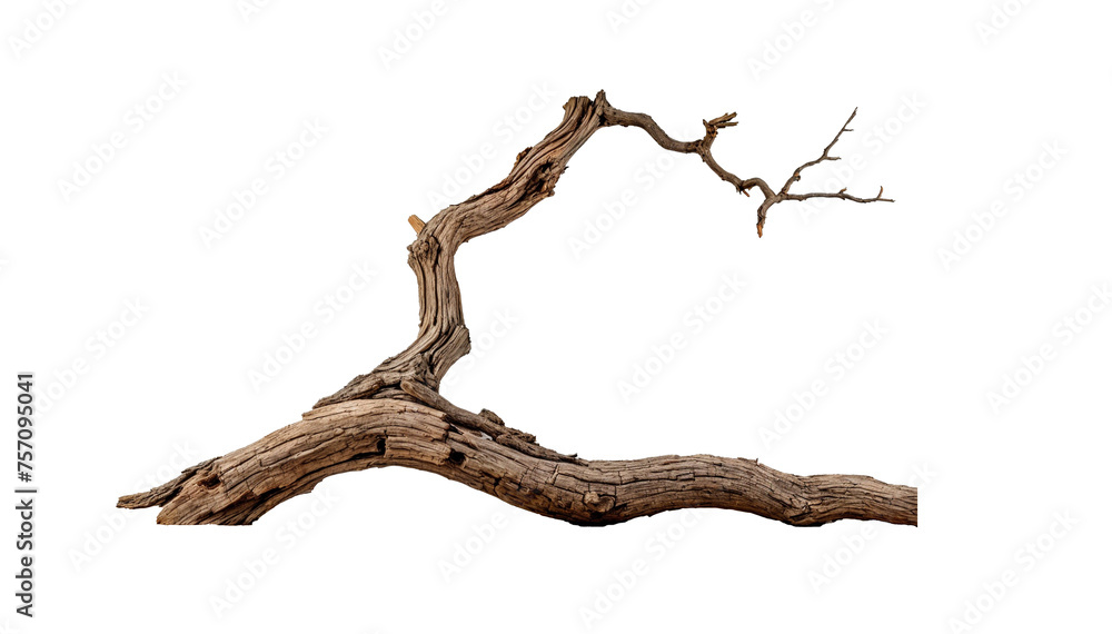 A long, thin branch with a few holes in it A long, thin branch with a few holes in it