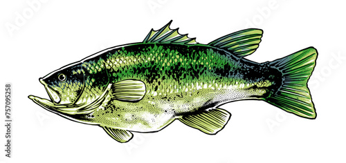 largemouth bass fish side illustration
