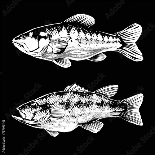 the bass fish illustration vector
