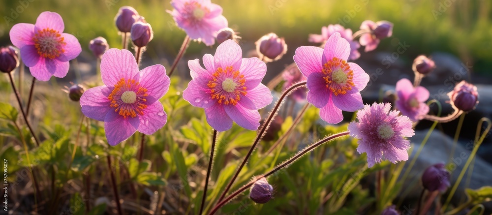 A variety of magenta flowers, including shrubs and subshrubs, are blooming amongst the grass. These terrestrial plants display vibrant petals in shades of pink A variety of magenta flowers, including shrubs and subshrubs, are blooming amongst the grass. These terrestrial plants display vibrant petals in shades of pink