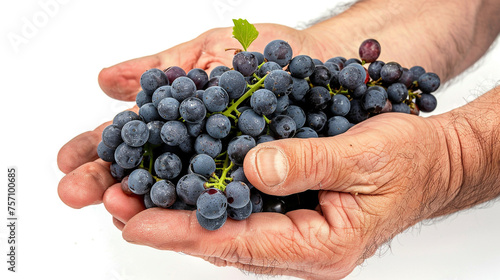 Farmers hands with freshly harvested black grapes.on white color background professional photography