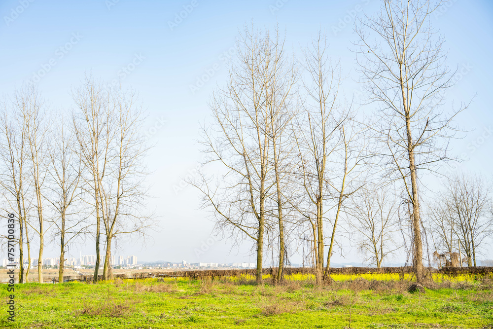 Reviving green grass and bare trees in spring