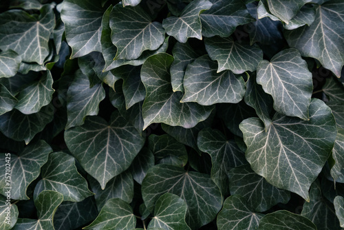 Beautiful green ivy leaves with white leaf veins. Close-up of Persian ivy (Hedera colchica) growing or climbing on a wall. Shallow depth of field evergreen plant wall for background pattern or texture