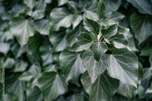 Beautiful green ivy leaves with white leaf veins. Close-up of Persian ivy (Hedera colchica) growing or climbing on a wall. Shallow depth of field evergreen plant wall for background pattern or texture