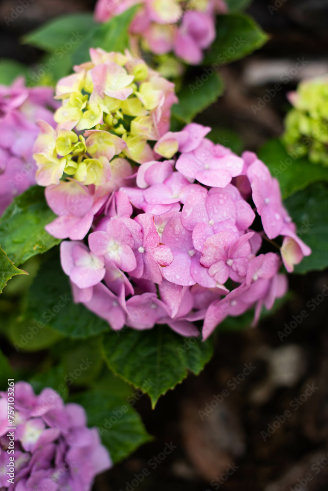 A young growing bush of pink hydrangea is decorated around oak bark..