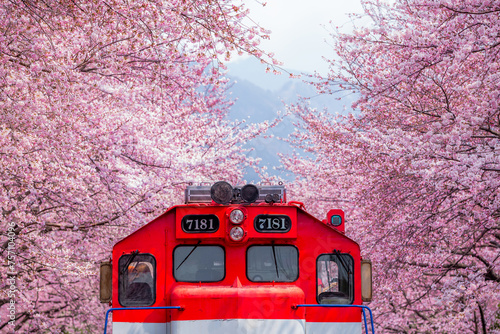 Cherry blossom festival at Yeojwacheon Stream, Jinhae Gunhangje festival, Jinhae, South Korea, Cherry blossom with train in South Korea is the popular cherry blossom, jinhae South Korea. photo